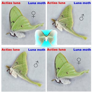 Falena luna, Actias luna, Saturniidae, (produzione di insetti in fattoria)