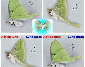 Luna moth,  Actias luna, Saturniidae, (insects farm production)