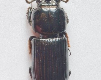 Passalidae, Odontotaenius disjunctus , UNMOUNTED LARGE, Ugly beetle for art works!