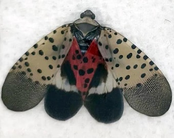 Mosca linterna de manchas rosadas y rojas (Lycorma delicatula) EE. UU.