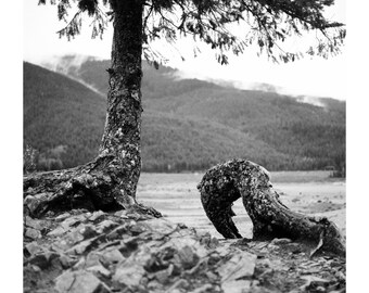 Tree at Lake Keechelus_8x10 Giclee Print