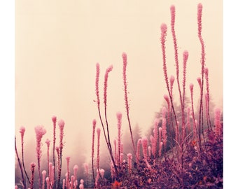 Pink Bear Grass, 1_8x10 Giclee Print