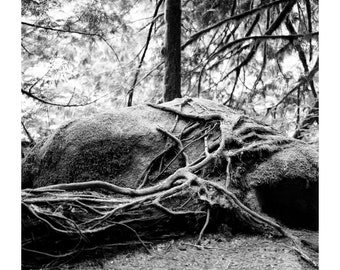 Roots Clinging to Rock_8x10 Giclee Print