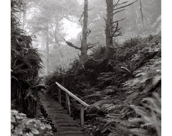 Staircase in the Woods_8x10 Giclee Print