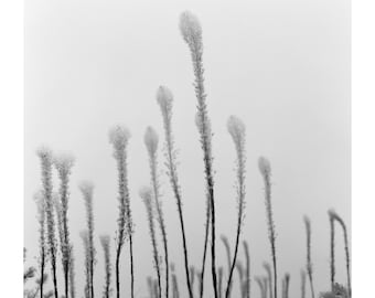 Bear Grass, 1_8x10 Giclee Print