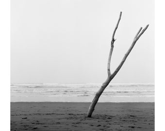 Coastal Tree_8x10 Giclee Print