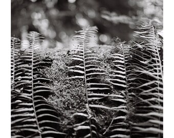 Embedded Ferns_8x10 Giclee Print