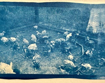 Chicken Pen - Cyanotype from Vintage Film Negatives