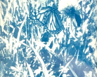 Monarch Butterfly - Cyanotype from Printed Transparency Slides