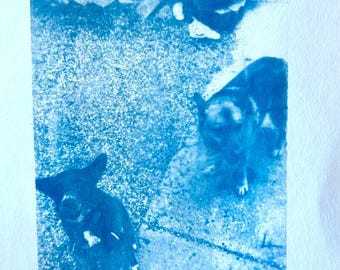 Dog Fun (Cora & Vida) - Cyanotype from printed transparency slide