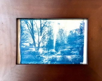 Backyard Bliss (frames) - Cyanotype from printed transparency slide