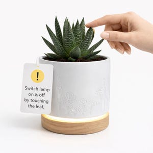 May include: A white ceramic planter with a succulent plant, featuring a wooden base that emits a soft glow. The planter has embossed floral designs. A tag reads: "Switch lamp on & off by touching the leaf."