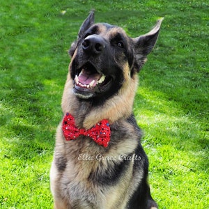 Dog Bow Tie: 4th of July RED with Blue, Black, & White Stars Dog Collar and Bow Tie or Collar Flower image 2