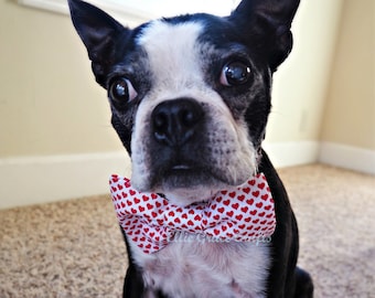 Dog Bow Tie:  Valentine's Day Dog Bow Tie - Little Red Hearts