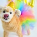 see more listings in the Dog Tutus section