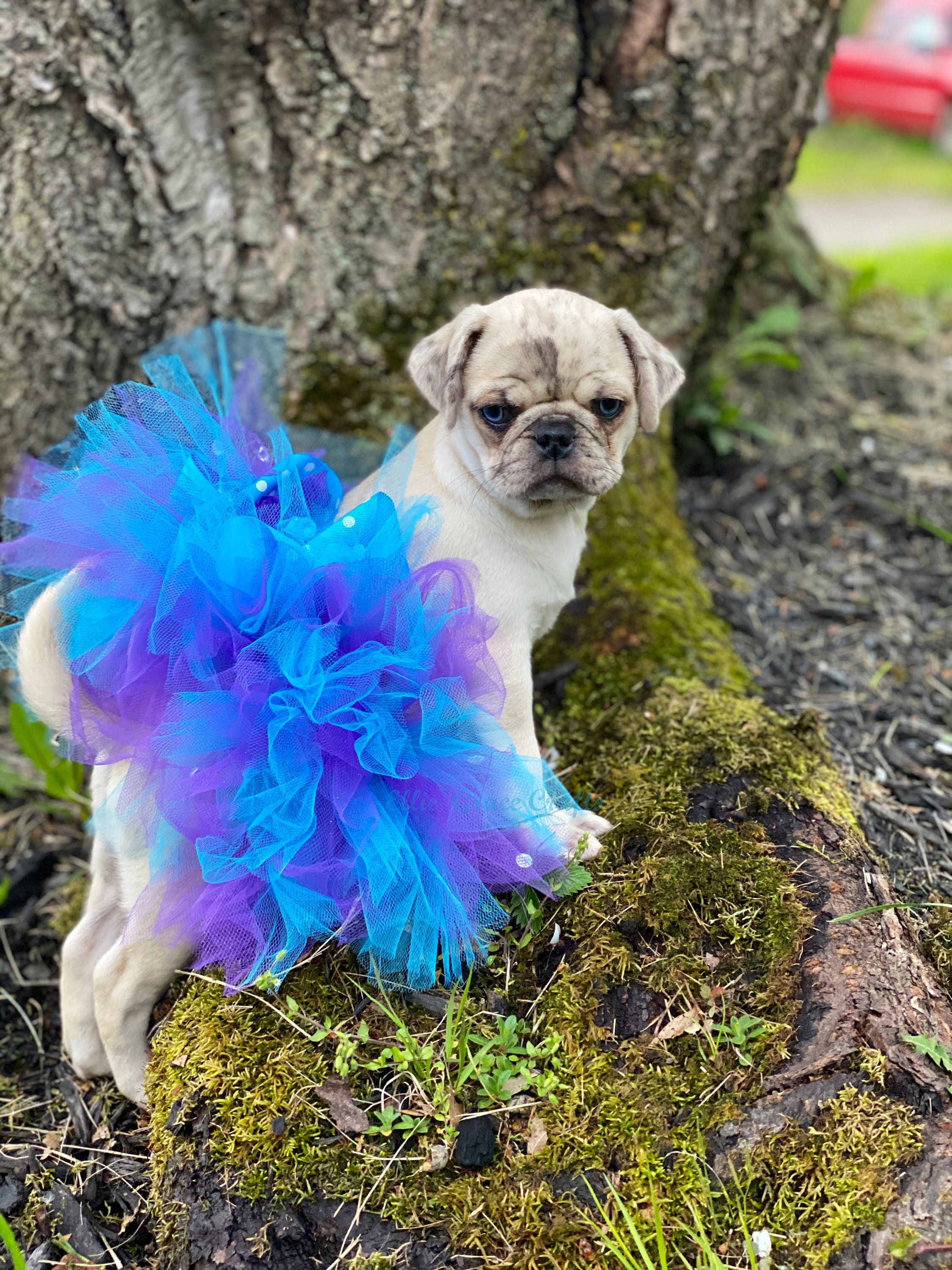 Ensemble d'anniversaire pour chien Blauw - Fournitures de fête d' anniversaire pour