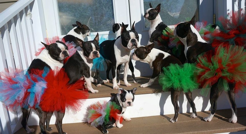 St. Patrick's Dog Tutu: Emerald Green Dog Tutu Small, Medium, Large, XL Fairy Dog Tutu image 10