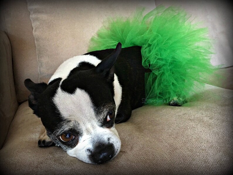 St. Patrick's Dog Tutu: Emerald Green Dog Tutu Small, Medium, Large, XL Fairy Dog Tutu image 7