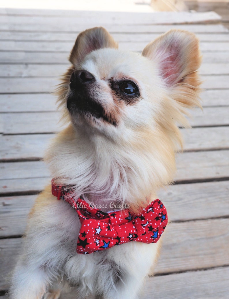 Dog Bow Tie: 4th of July RED with Blue, Black, & White Stars Dog Collar and Bow Tie or Collar Flower image 3