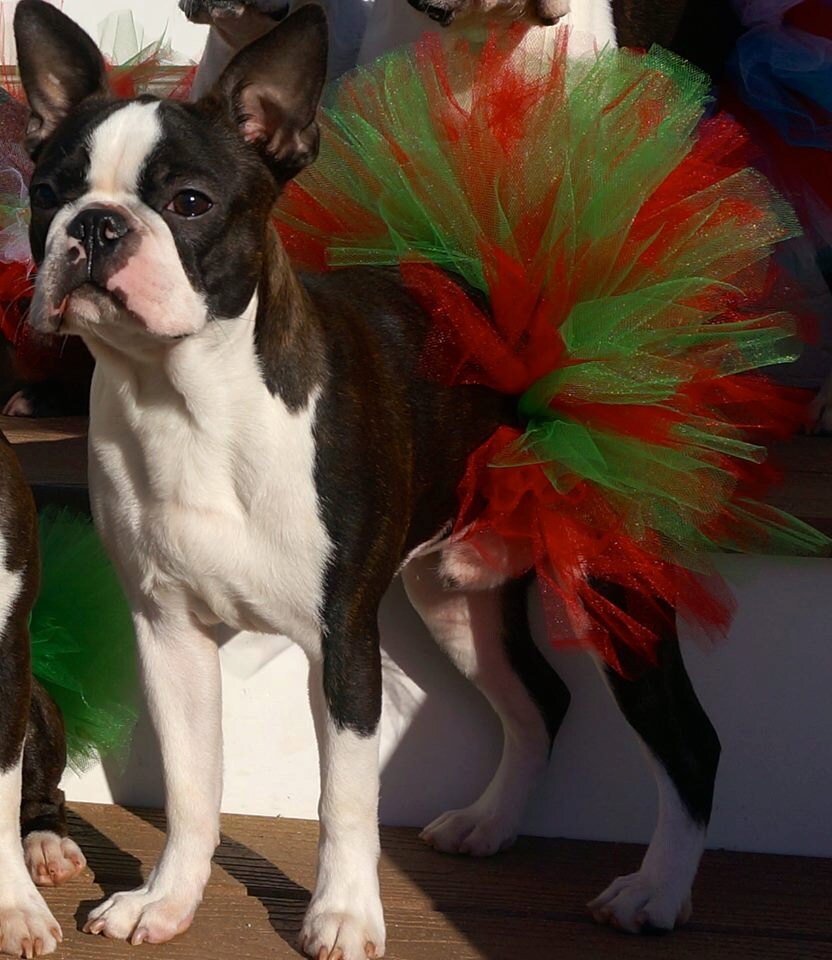 dog christmas tutu