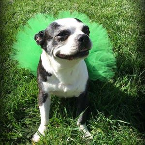 St. Patrick's Dog Tutu: Emerald Green Dog Tutu Small, Medium, Large, XL Fairy Dog Tutu image 5