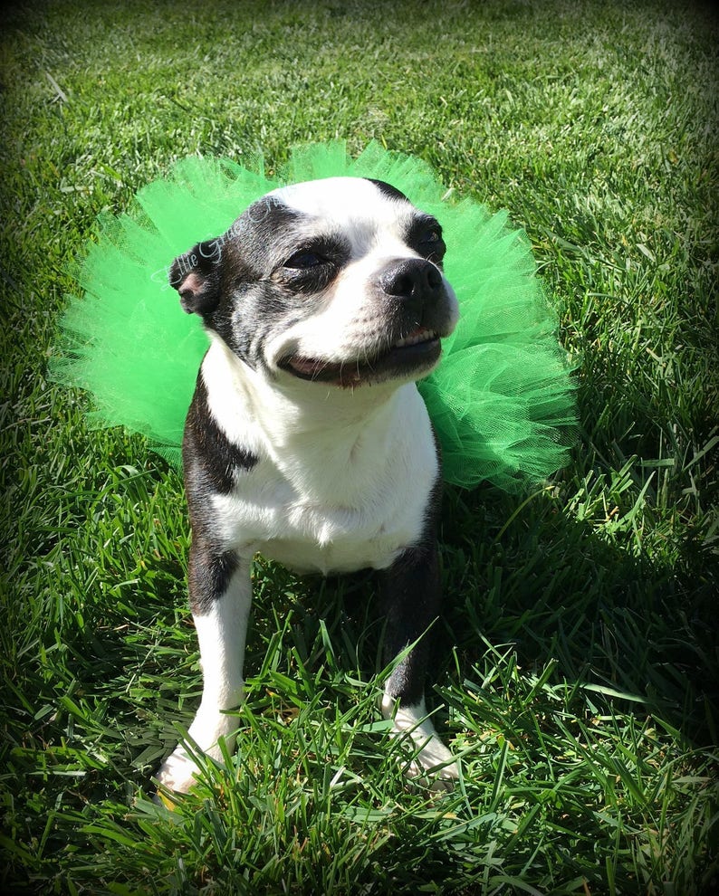 St. Patrick's Dog Tutu: Emerald Green Dog Tutu Small, Medium, Large, XL Fairy Dog Tutu image 5