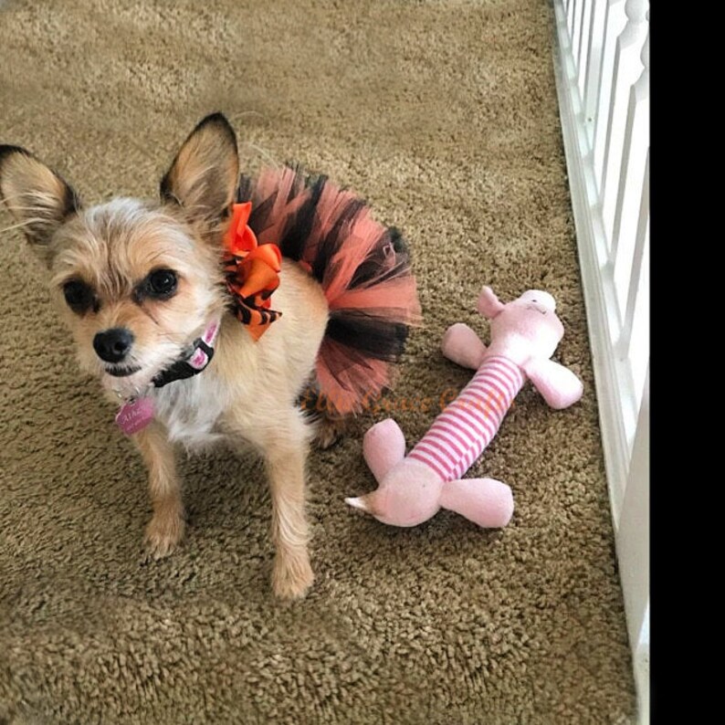 Halloween Dog Tutu: Orange & Black Dog Tutu Small Medium - Etsy