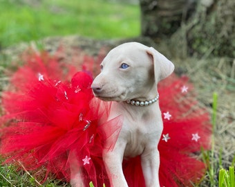 READY TO SHIP Dog Tutu: Red Dog Tutu - Small