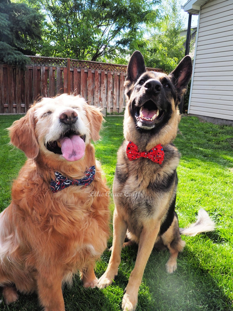 Dog Bow Tie: 4th of July RED with Blue, Black, & White Stars Dog Collar and Bow Tie or Collar Flower image 8