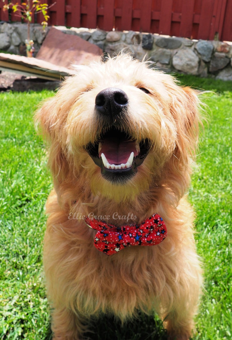 Dog Bow Tie: 4th of July RED with Blue, Black, & White Stars Dog Collar and Bow Tie or Collar Flower image 4