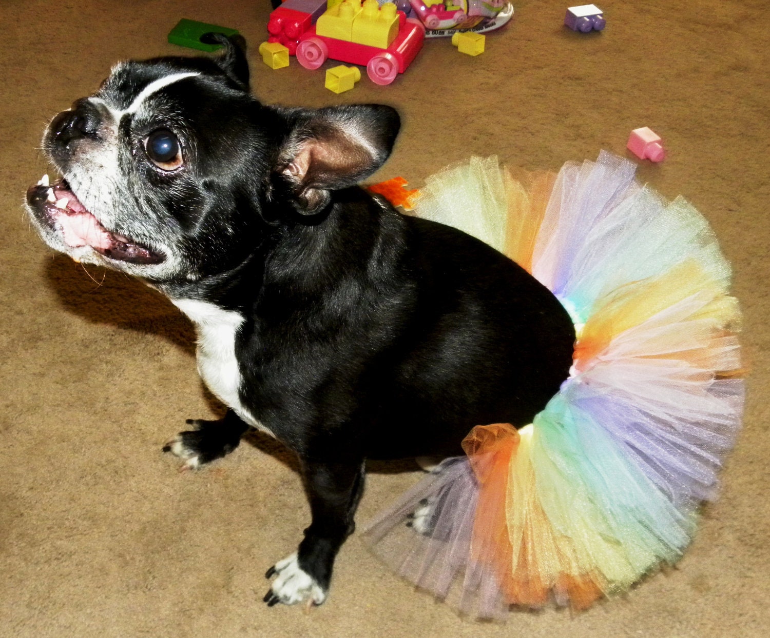 Rainbow Dog Tutu Pastel Rainbow Dog Tutu Pink Peach Etsy