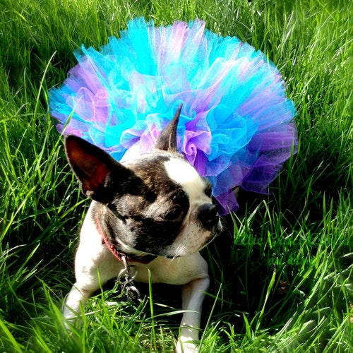Dog Tutu TURQUOISE BLUE & PURPLE Small / Medium / Large / Etsy