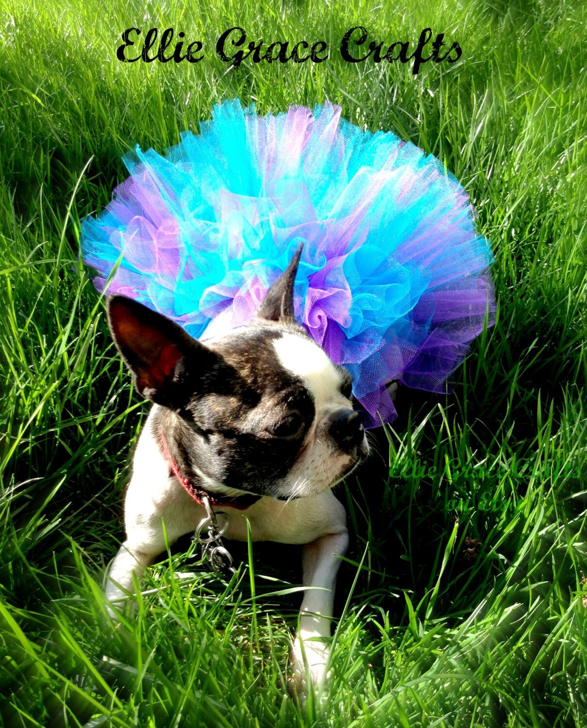 purple dog tutu