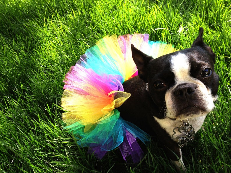 Dog Tutu DIY Kit: Choose Your Colors & Size Make At Home image 4