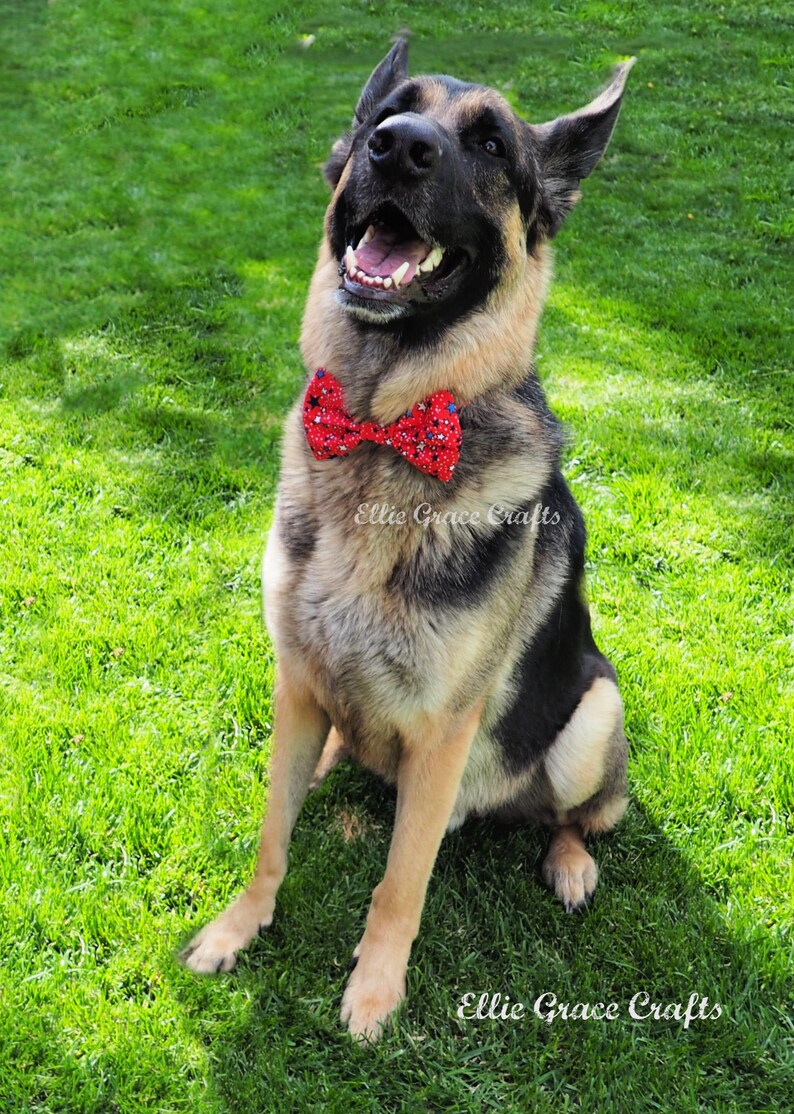 Dog Bow Tie: 4th of July RED with Blue, Black, & White Stars Dog Collar and Bow Tie or Collar Flower image 2