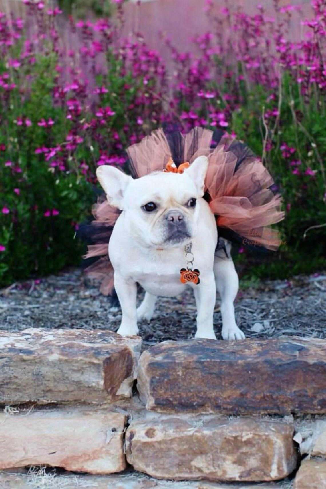 Halloween Dog Tutu: Orange & Black Dog Tutu Small Medium - Etsy
