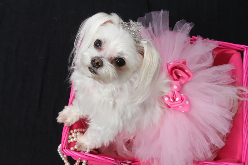 Dog Tutu DIY Kit: Choose Your Colors & Size Make At Home image 2