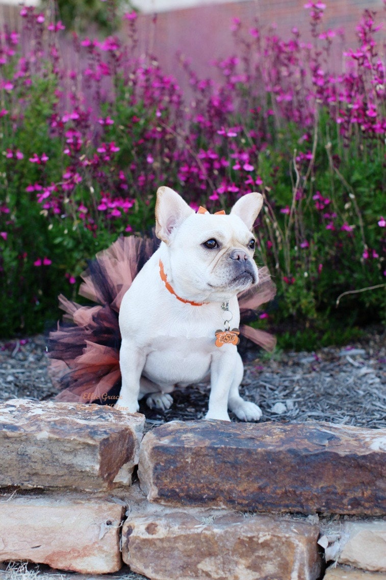Halloween Dog Tutu: Orange & Black Dog Tutu Small Medium | Etsy