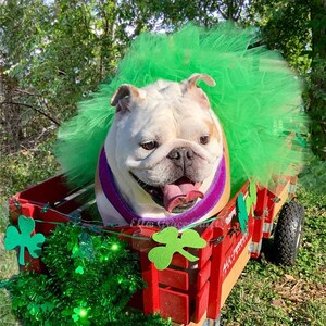 St. Patrick's Dog Tutu: Emerald Green Dog Tutu Small, Medium, Large, XL Fairy Dog Tutu image 3