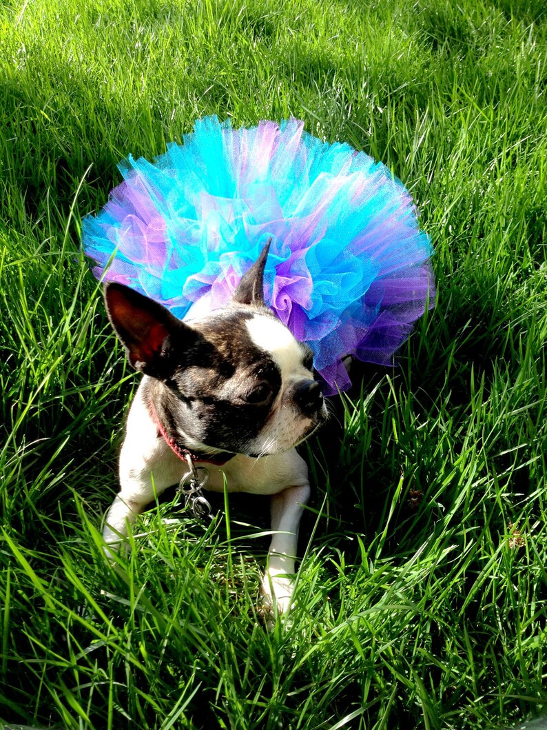 Dog Tutu DIY Kit: Choose Your Colors & Size Make At Home image 5