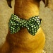 see more listings in the Collars & Accessories section