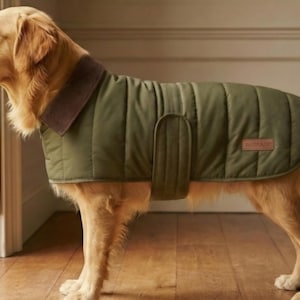 May include: A golden retriever wearing an olive green quilted dog coat with a brown corduroy collar. The dog is standing indoors near a window, showcasing the coat's design and fit. A small brown label is sewn on the coat.