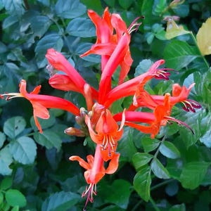 Planta viva de Tecoma ‘Cape Red’ – Arbusto tropical de flores rojas – Maceta de 10 cm – Altura de 15 a 25 cm – Se envía sin maceta