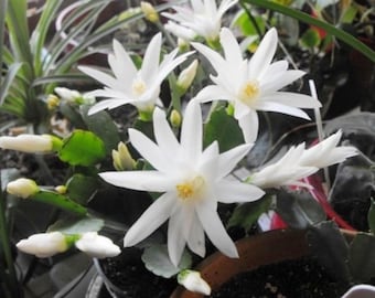 May include: A Schlumbergera cactus plant featuring multiple star-shaped white flowers with yellow centers. The plant has segmented green stems and several unopened white flower buds distributed throughout the foliage in a dark container.