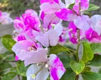Peut inclure: Gros plan sur des fleurs de bougainvilliers vibrantes. Les fleurs présentent un mélange de teintes rose vif et blanc, certains pétales affichant une rayure rose saisissante. Les fleurs sont entourées de feuilles vertes, créant une exposition florale colorée.