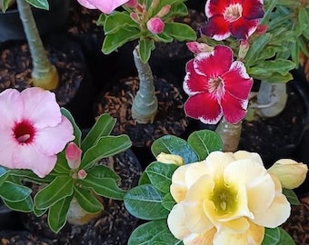 May include: A collection of Adenium obesum plants in black pots, featuring thick, succulent stems and vibrant flowers in shades of yellow, light pink, deep red, and white with dark centers, surrounded by glossy green leaves.