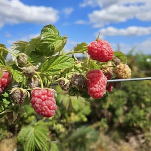 May include: Close-up of a raspberry plant with vibrant red berries and green leaves. The berries are ripe and ready for harvest, with a few unripe berries visible. The background features a blue sky with fluffy white clouds.