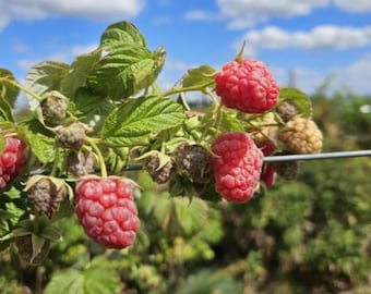 May include: Close-up of a raspberry plant with vibrant red berries and green leaves. The berries are ripe and ready for harvest, with a few unripe berries visible. The background features a blue sky with fluffy white clouds.