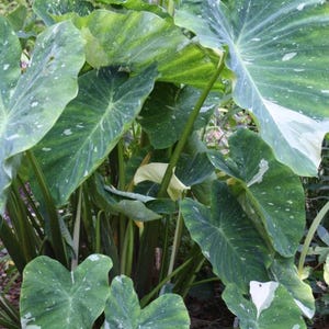 May include: A lush plant with large, heart-shaped leaves. The leaves are a vibrant green, speckled with white spots and patches. The plant has thick, dark green stems and is surrounded by other greenery.
