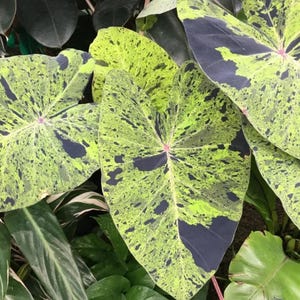 May include: Close-up of large, heart-shaped leaves with a striking pattern. The leaves are primarily lime green, speckled with dark navy blue spots and patches. The veins are a soft pink, creating a vibrant contrast.